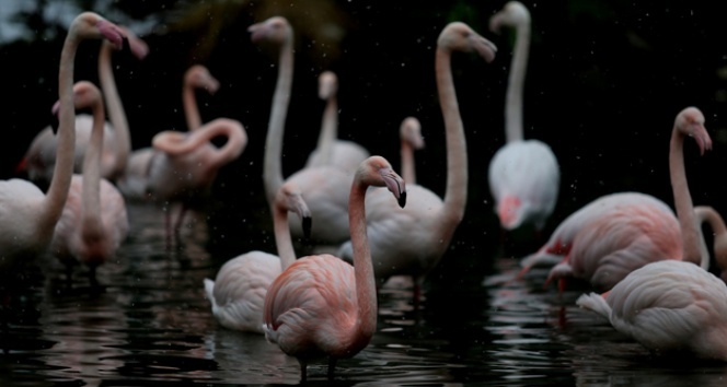 Flamingo ailesi böyle görüntülendi