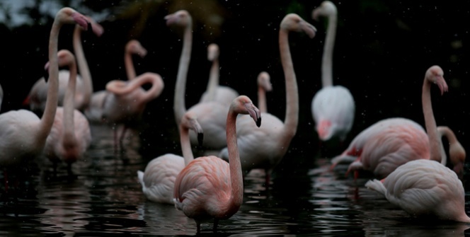 Flamingo ailesi böyle görüntülendi