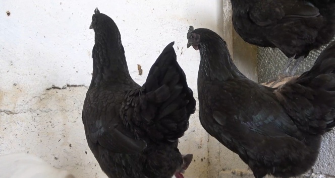 'Ayam Cemani' cinsi horoz ve tavuk görenleri şaşırtıyor: İç organları dahi kömür karası