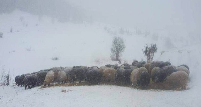 Artvin’de karda mahsur kalan çobanlar ve sürülerini kurtarıldı