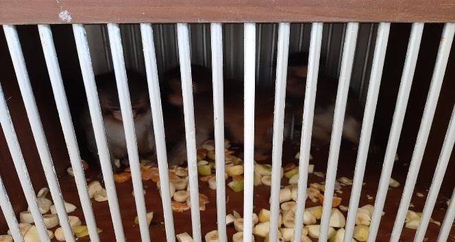 Silopi’de 4 örümcek maymun koruma altına alındı