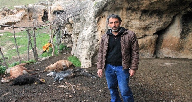 Şırnak’ta keçi sürüsüne kurt saldırdı: 25 hayvan telef oldu, 15’i yaralandı