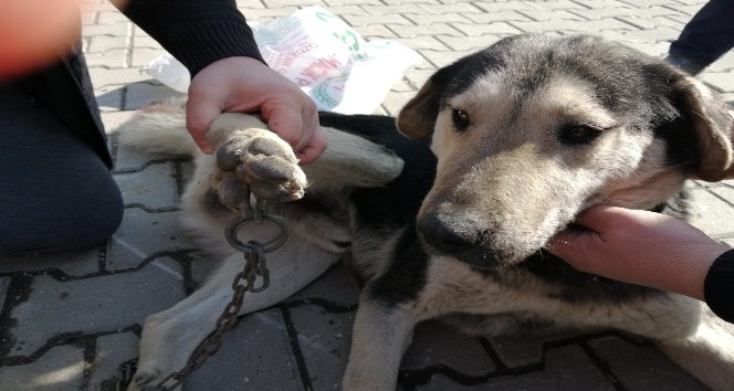 Ayağına zincir batan köpeği veteriner kurtardı