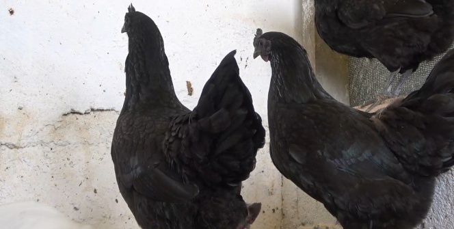 Bu tavukların fiyatı dudak uçuklatıyor! Piyasada nadir bulunuyor - İç organları dahi kömür karası