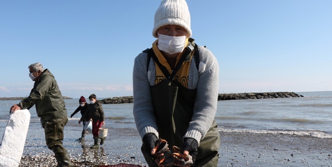 Dalgaların kıyıya attığı salyangozlar kadınlara ekmek kapısı oldu