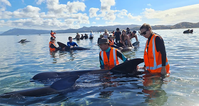 Yeni Zelanda’da 49 pilot balina karaya vurdu, 9&#039;u öldü