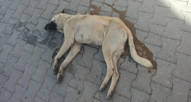 Nevşehir’deki köpek katili yakalandı