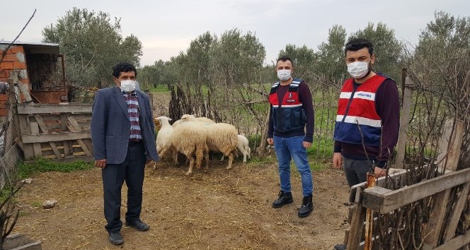 Ayvacık’ta çalınan 6 koyun jandarma ekiplerince bulundu