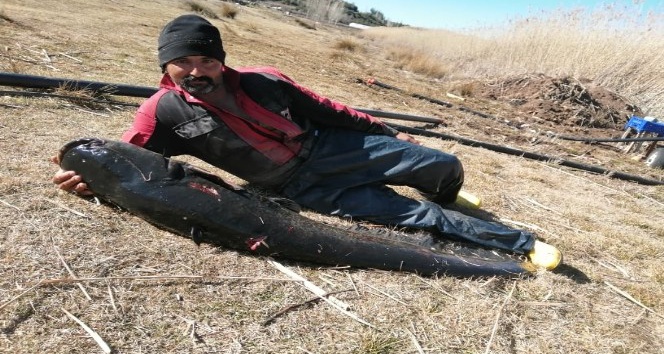 Burdur’un Gölhisar Gölü’nde ağa, rekor büyüklükte yayın balığı takıldı