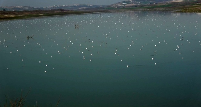 Sazlıdere gölüne binlerce martı akını