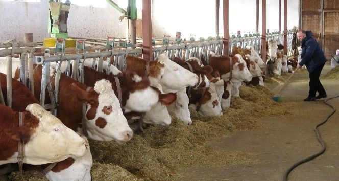 Devlet desteğiyle kurulan süt çiftliği Avrupa standardında hizmet veriyor