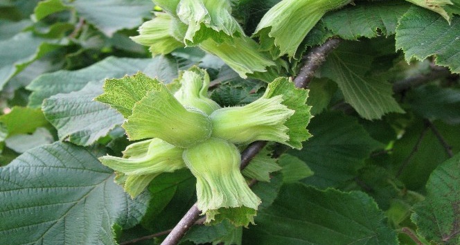 TARSİM’den ’’Fındığınızı sigortalatın’’ uyarısı