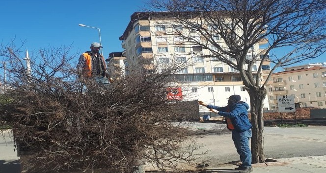 Cadde ve yollardaki ağaçların budanmaya devam ediliyor