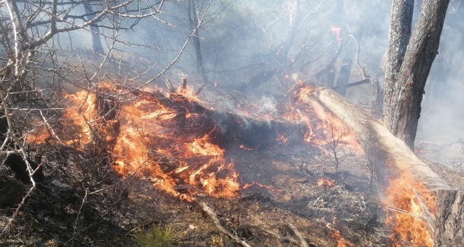 Manavgat&#039;ta orman yangını!