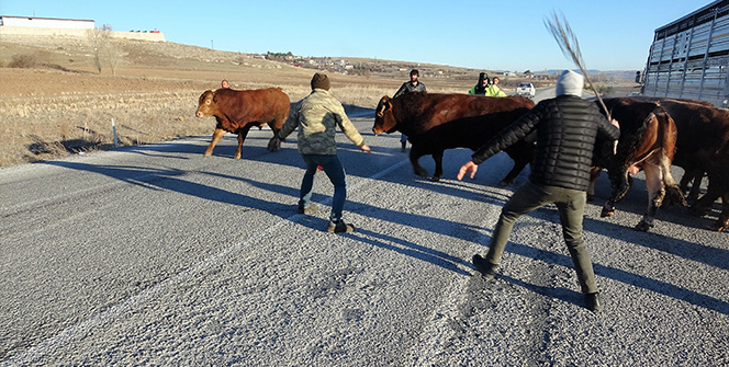 Devrilen tırdan boğalar yola kaçtı, yakalamak kolay olmadı