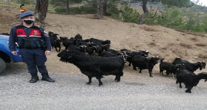 Fatma teyzenin kaybolan keçilerini jandarma buldu