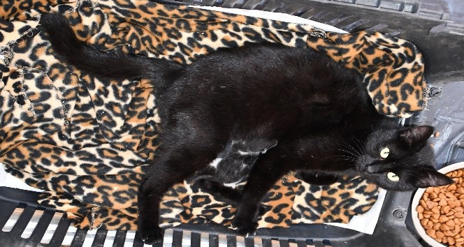 Ayağı kırılan gebe kedi hayata döndürüldü