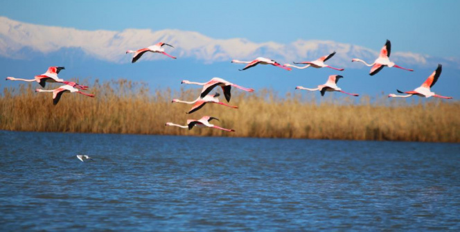 Flamingoların gökyüzü dansı