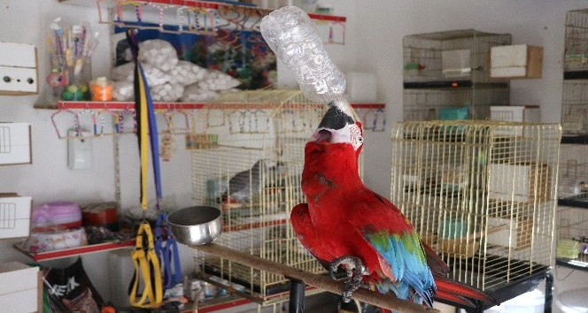 Bu papağan insan gibi su içiyor, müzik duyunca oynuyor