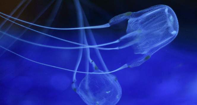 Avustralya’da kutu denizanasının soktuğu genç öldü