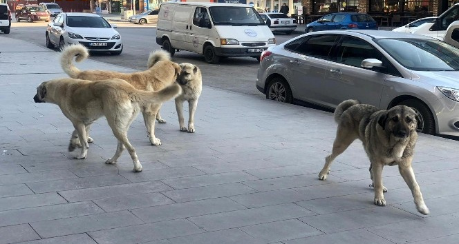 Erzincan’da sokak köpekleri tehlike saçıyor