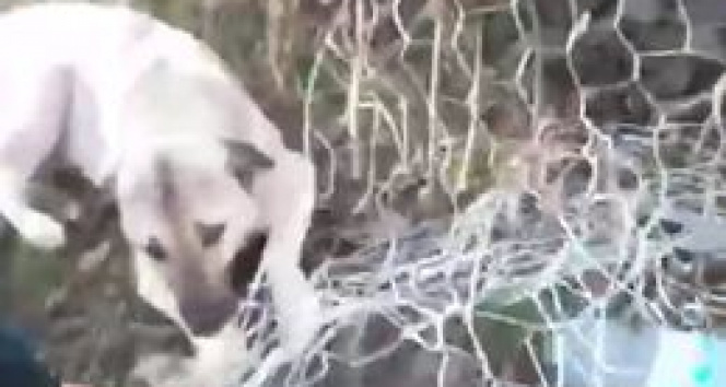 Bahçe tellerine takılan köpek itfaiyenin uzun uğraşlarıyla kurtarıldı