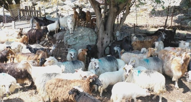 Çanakkale Birlik’ten çiğ süt raporu