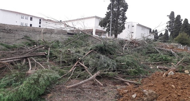 Hastane bahçesindeki ağaçlar kesildi