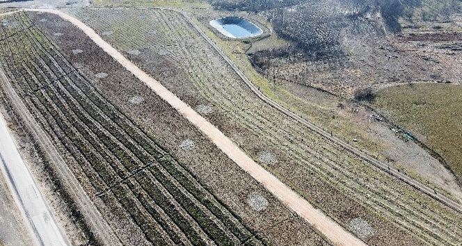 Çöplük, lavanta bahçesine dönüştü