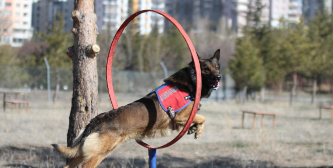 Jandarmanın 'hassas burunları' suçları aydınlatıyor