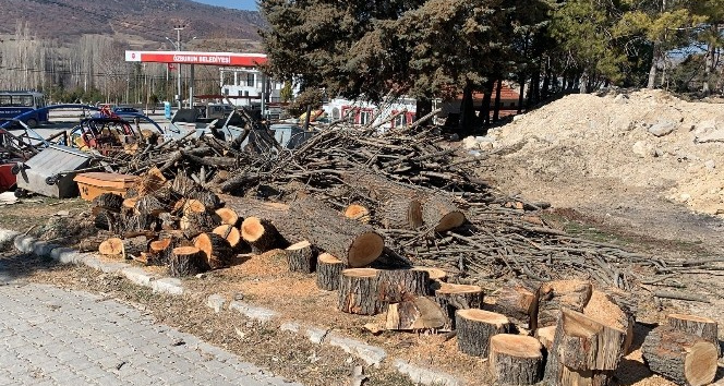Belediye GES için yaşları 10-50 arasında değişen 100’e yakın çam ağacını kesti