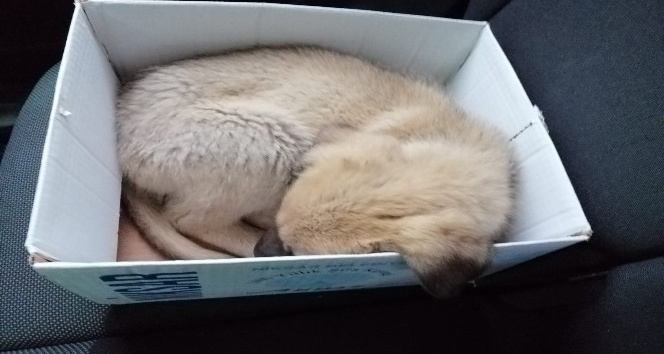 Hırpalanan yavru köpeğe zabıta şefkati