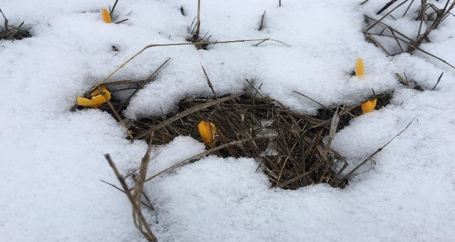 Zirvede açan Çiğdemler kar altında kaldı