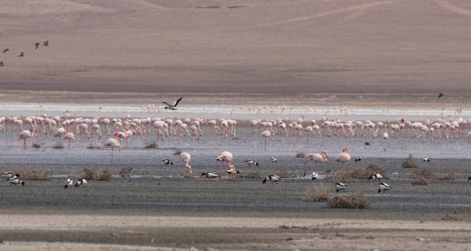 Düden Gölü’ndeki flamingo sayısı düştü