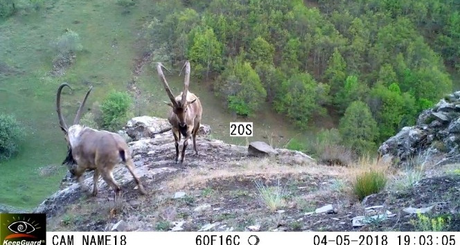 Ordu’da fotokapanlara vaşak ve yaban keçileri takıldı