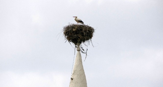 Cami minaresindeki yuva 40 yıldır leyleklere ev sahipliği yapıyor
