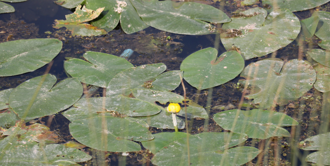 Koruma altındaki nilüfer çiçekleri kirlilikle boğuşuyor