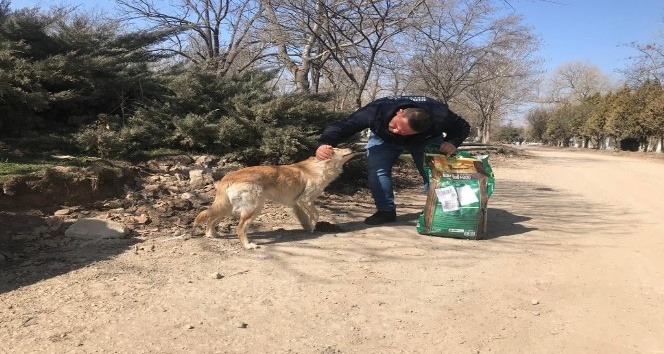 Kırıkkale Belediyesinin hayvan dostu uygulamaları