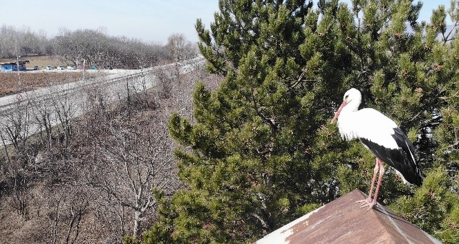 Baharın habercisi yuvasına döndü, görenleri sevindirdi