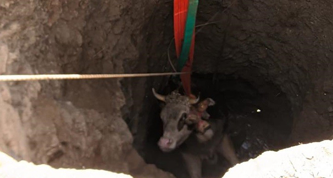 Elazığ&#039;da 14 metrelik kuyuya düşen gebe inek, 1 saatlik çalışmayla kurtarıldı