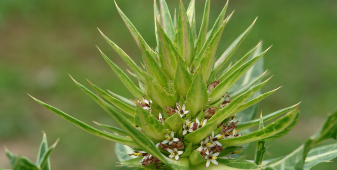 Bilim literatürüne ‘Anatolia’ adında alt cins bitki kazandırıldı