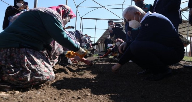 Binali Yıldırım, önce lavanta dikti ardından 4 leylek ve 1 şahini doğal yaşam alanına bıraktı