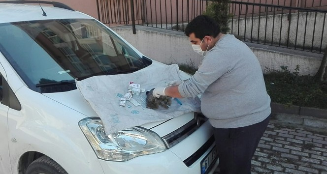 Ordu’da yüksekten düşen kedi, ilk yardıma rağmen telef oldu