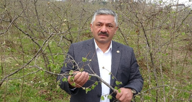Zirai don fındık tomurcuklarına zarar verdi, rekolte düşüşü bekleniyor