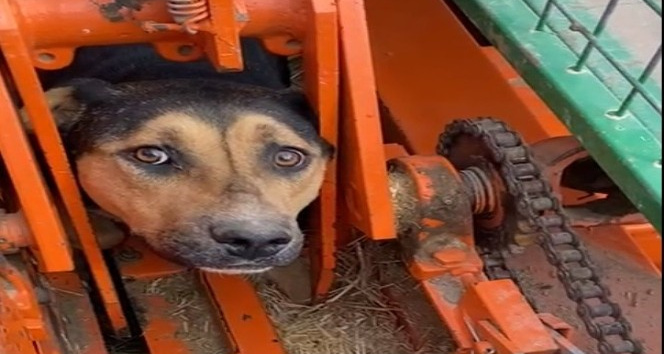 Kafası ve ayakları tarım aracına sıkışan köpek kurtarıldı