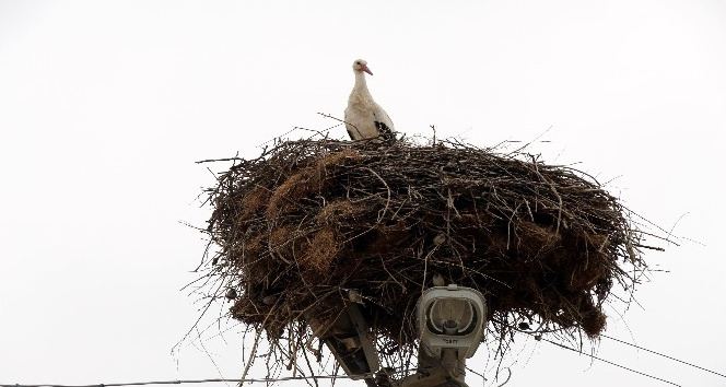 Bekir amcayı 15 yıllık komşusu leylekler bu yıl da yalnız bırakmadı