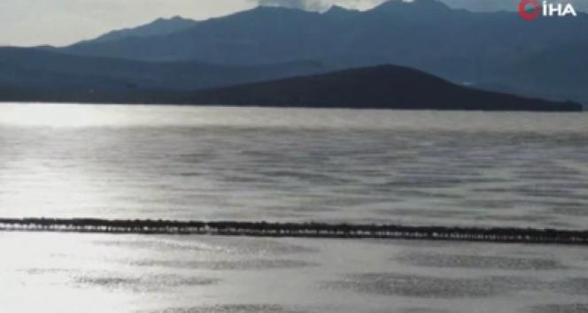 Antik Tibet geleneği: İki binden fazla koyun kışı geçirmek için donmuş gölü geçti