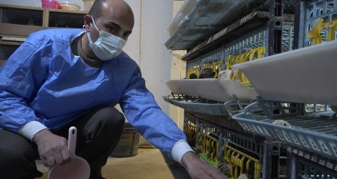 Babasının tedavisi için gittiği doktorun tavsiyesi hayatını değiştirdi: Yurdun dört bir yanına bıldırcın pazarlıyor