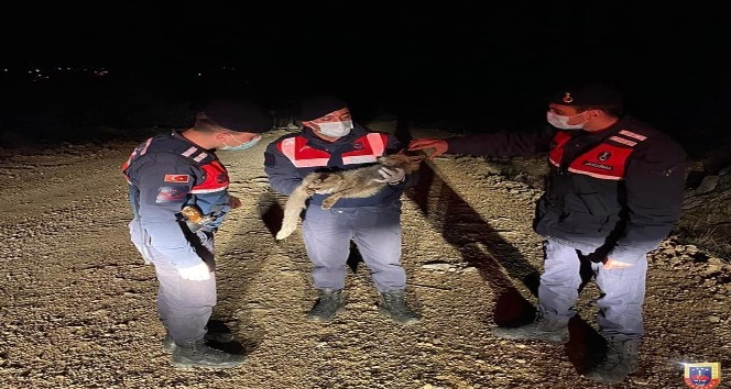 Yaralı tilki jandarma tarafından kurtarıldı