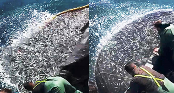 Balıkçılardan örnek hareket: Binlerce kefal yavrusunu denize bıraktılar